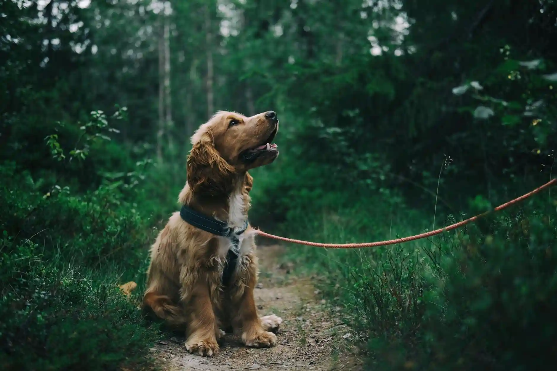 <a href="https://www.pexels.com/photo/english-cocker-spaniel-puppy-sitting-on-ground-beside-grass-1254140/">Photo by Johann on Pexels</a>